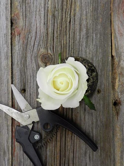 TIBET  WHITE ROSES